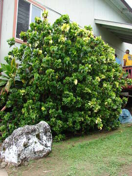 Image de Acalypha wilkesiana Müll. Arg.