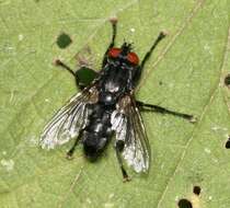 Image of flesh flies