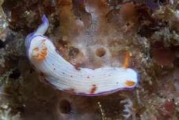 Image of Hypselodoris carnea (Bergh 1889)