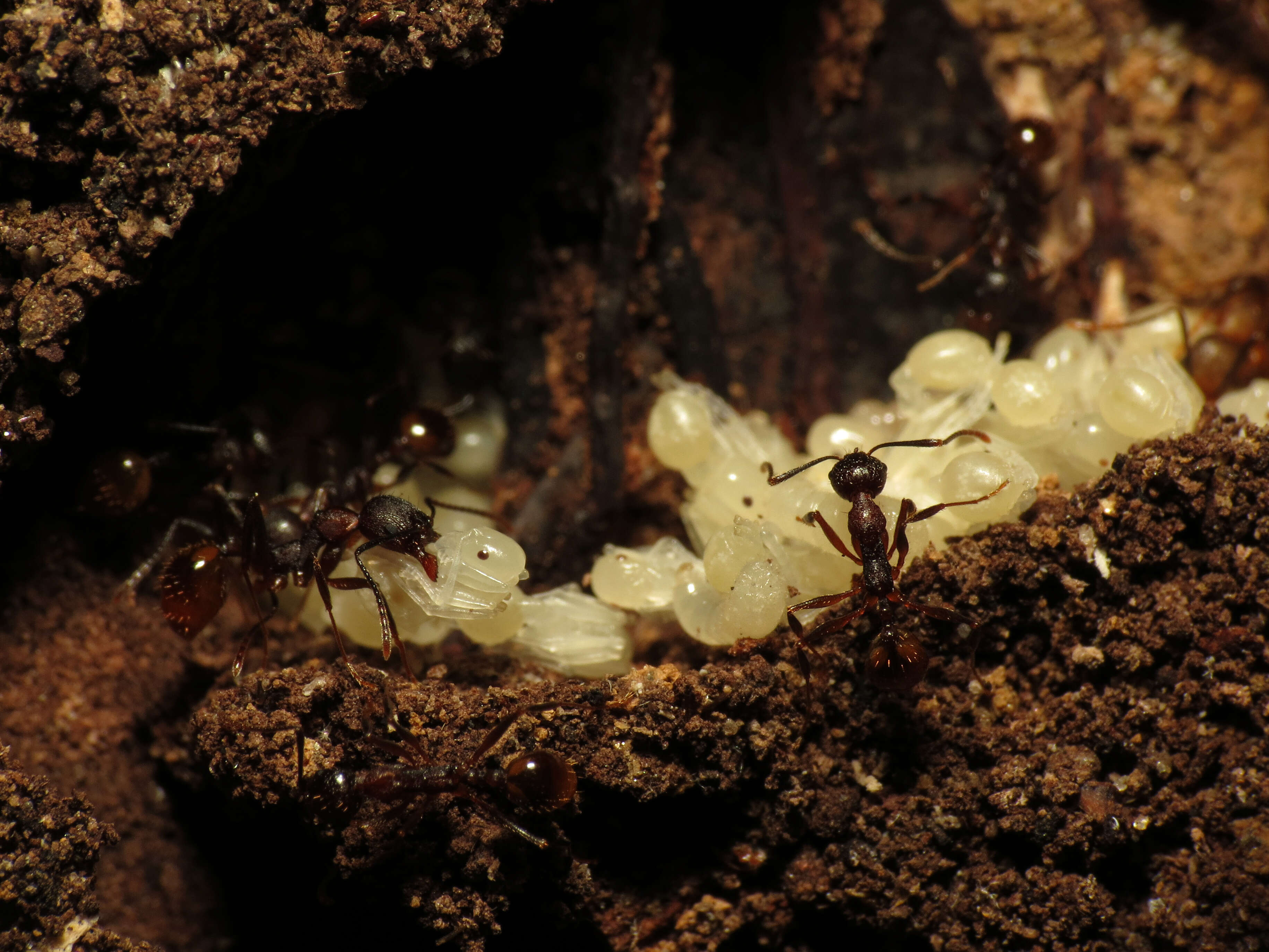 Image of Spine-waisted Ants