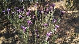 Image of French lavender