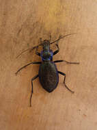 Image of Blue Ground Beetle