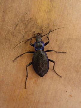 Image of Blue Ground Beetle