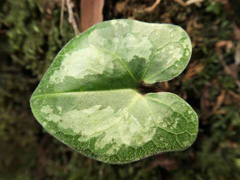 Image of Asarum asperum Maekawa