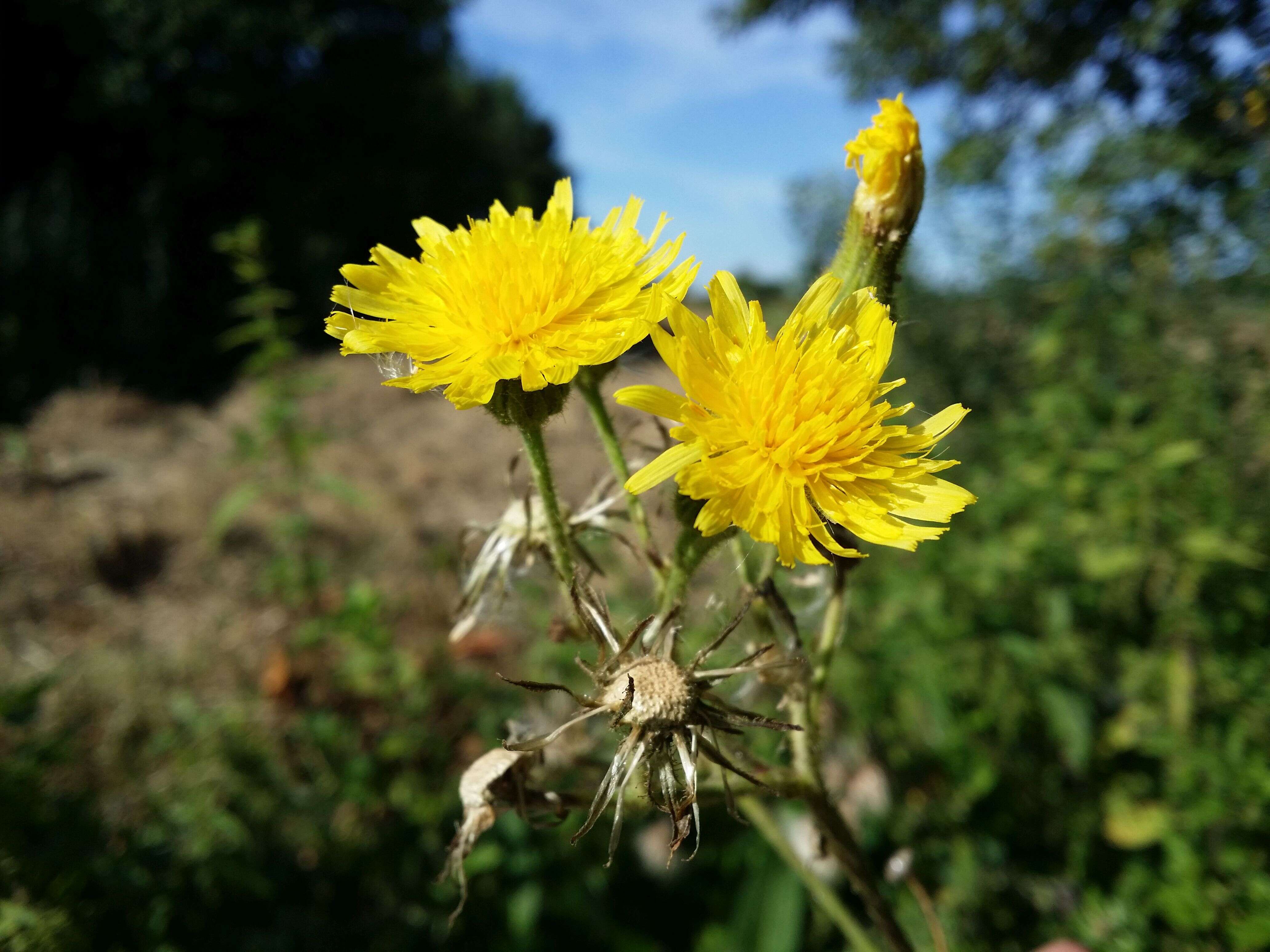 Image de laiteron des marais