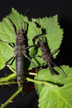 Image of Hoploclonia cuspidata cuspidata Redtenbacher 1906