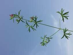 Plancia ëd Geranium dissectum L.