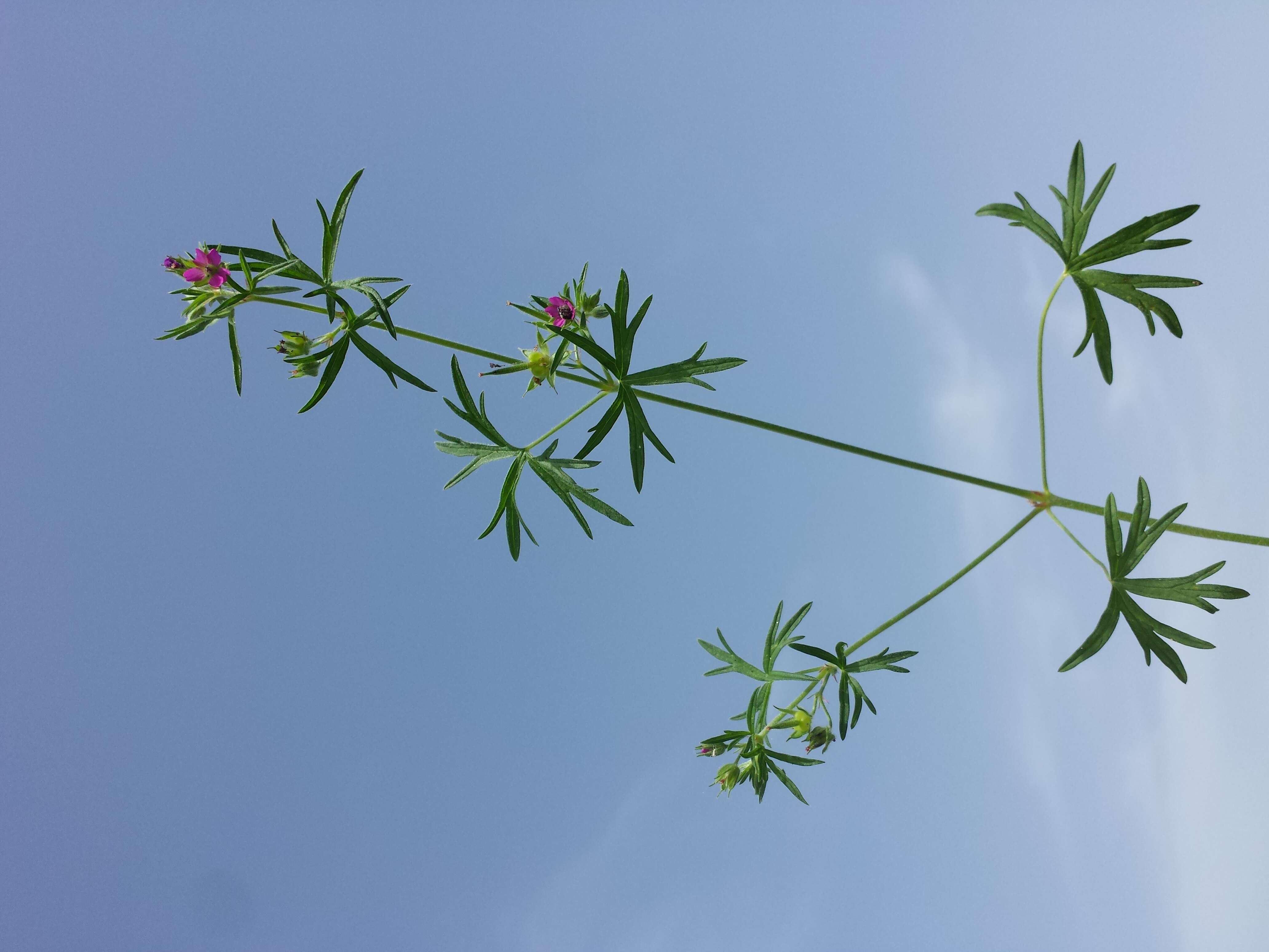 Plancia ëd Geranium dissectum L.