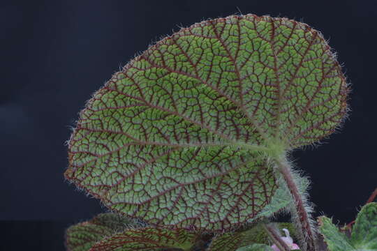 Image of Begonia sizemoreae Kiew