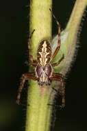 Image of Aculepeira ceropegia (Walckenaer 1802)