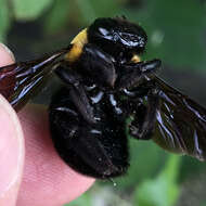 Image of Japanese carpenter bee