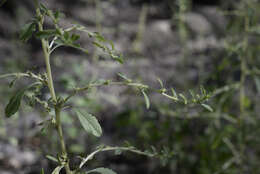 Image of white amaranth, white pigweed