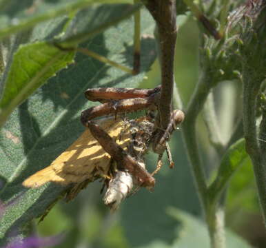 Image of Carolina Mantis