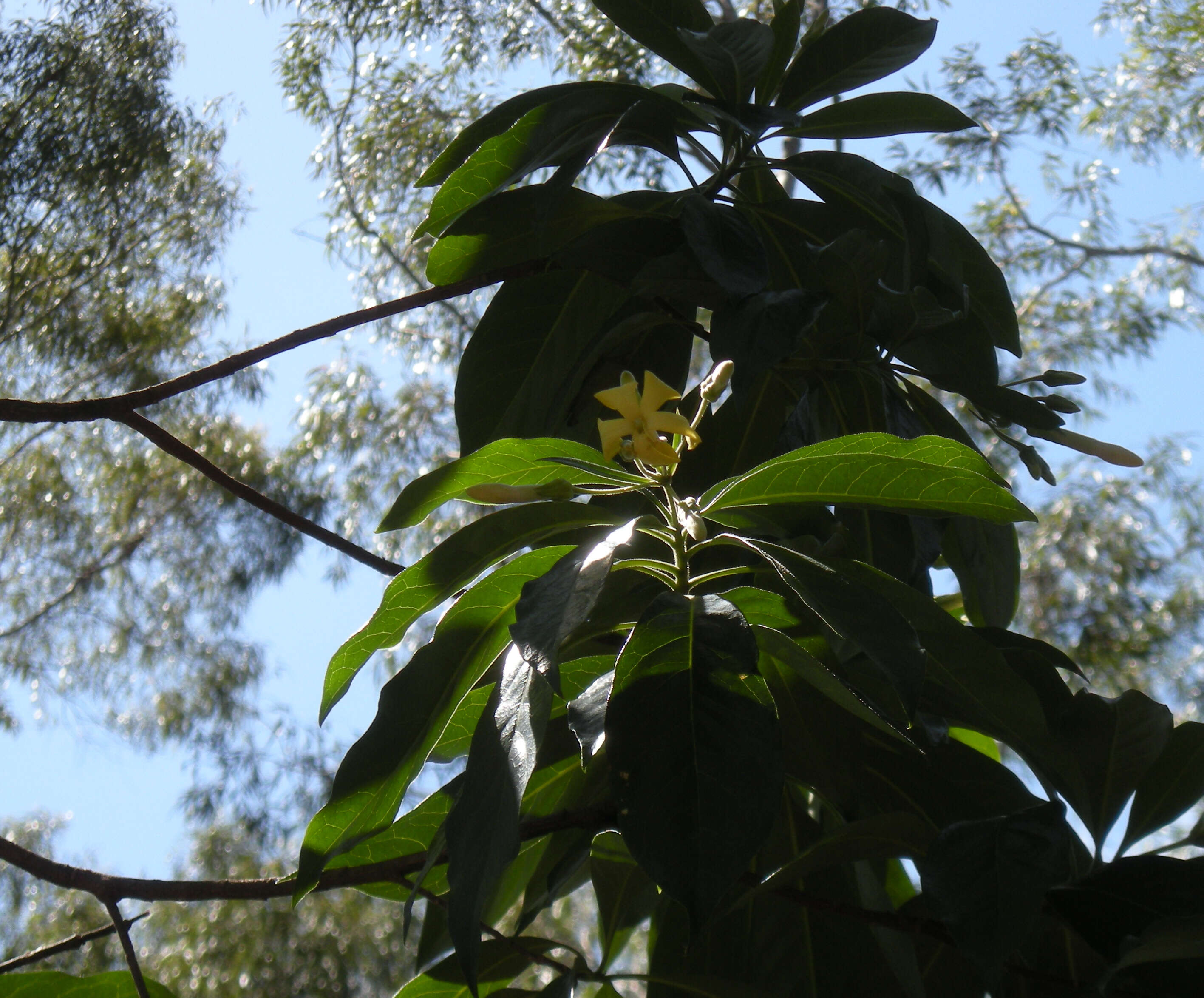 Image of Hymenosporum