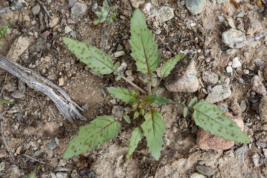 Image of Chylismia claviformis A. A. Heller