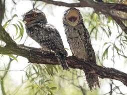 Image of Tawny Frogmouth