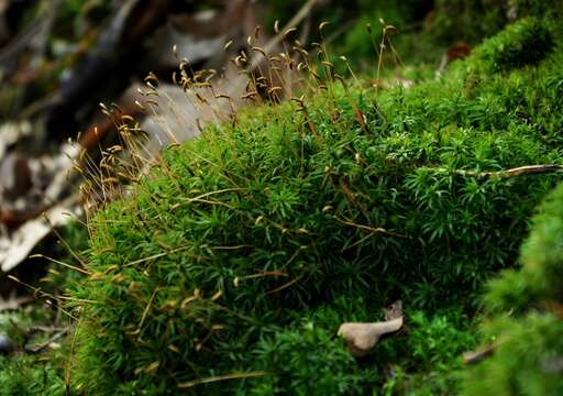 Image of undulate atrichum moss