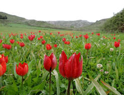 Image of orange wild tulip