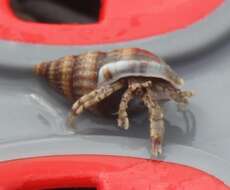 Image of Roux's hermit crab