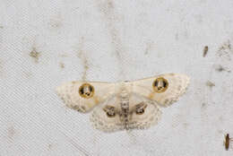 Image of Problepsis crassinotata Prout 1917