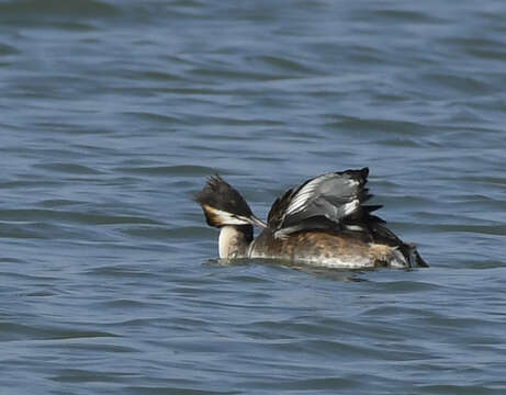 Image of Podiceps Latham 1787