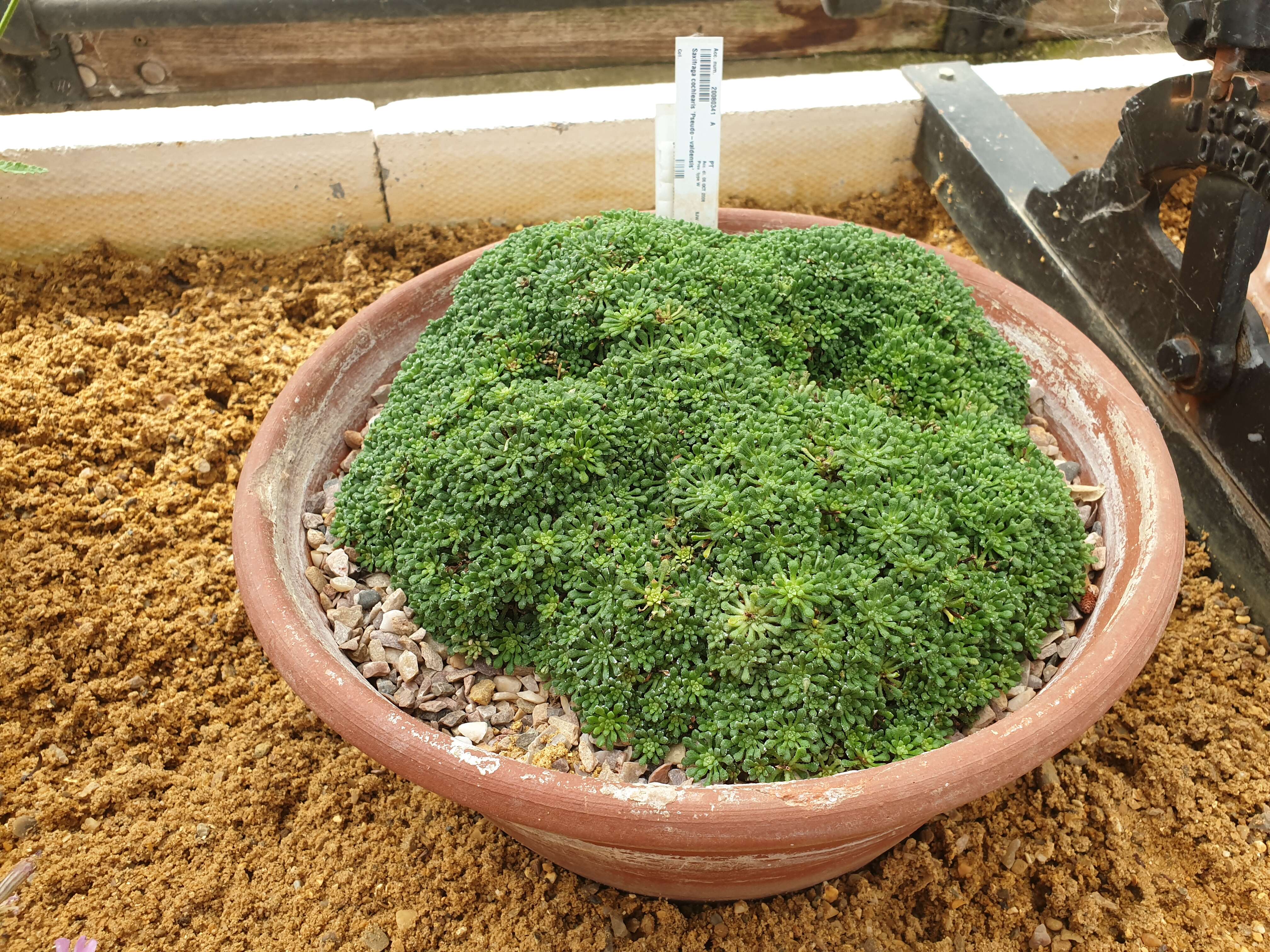 Image of Saxifraga cochlearis Rchb.