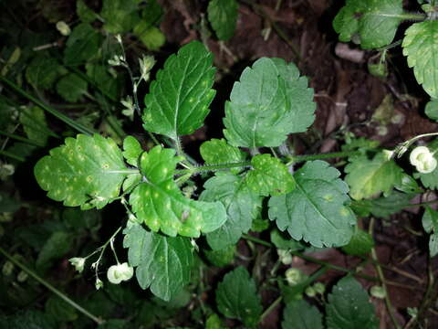 Image of Wood speedwell