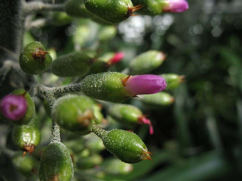 Sivun Aechmea mexicana Baker kuva