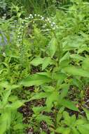 Image of gooseneck yellow loosestrife