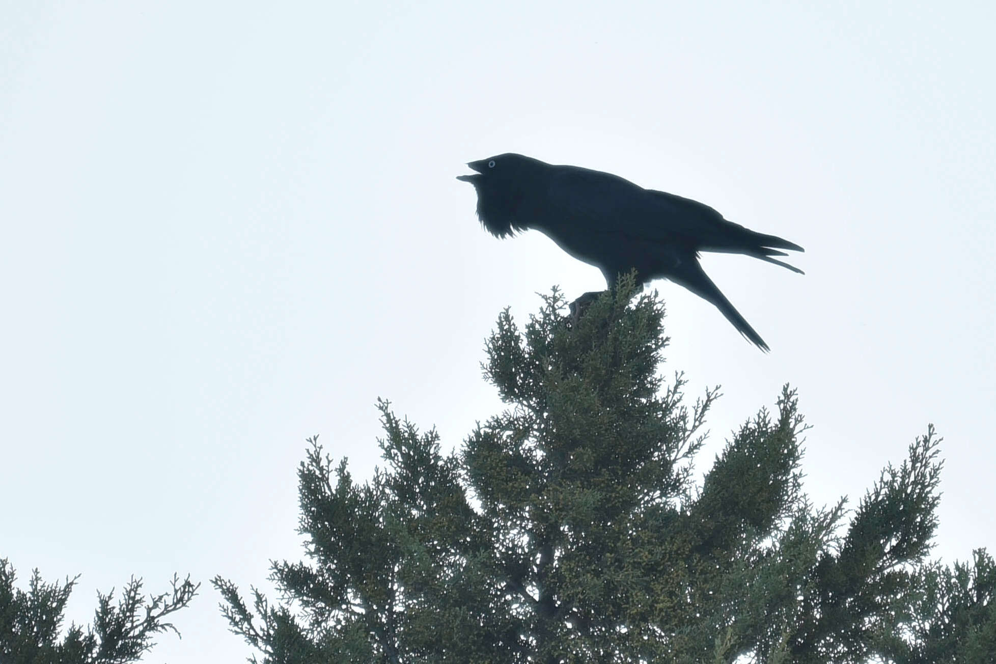 Image of Australian Raven