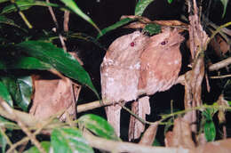 Image of Ceylon Frogmouth