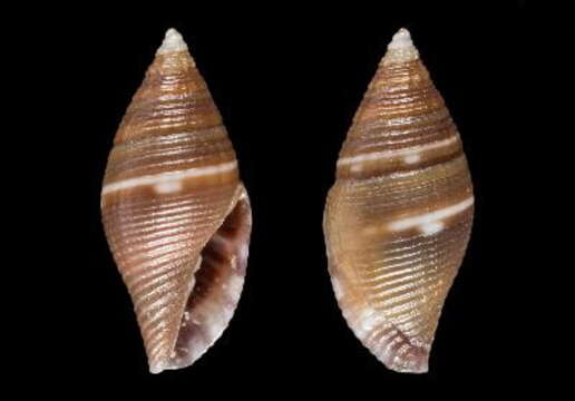 Image of Mitromorpha unilineata Chino & Stahlschmidt 2014