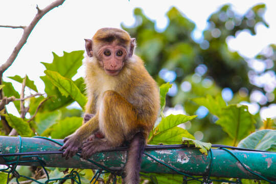 Image of Toque macaque