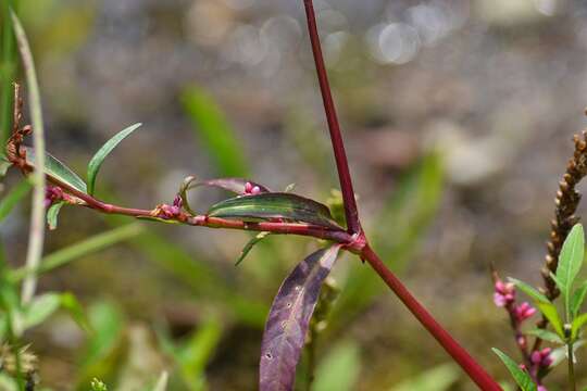 Imagem de Persicaria maculosa S. F. Gray