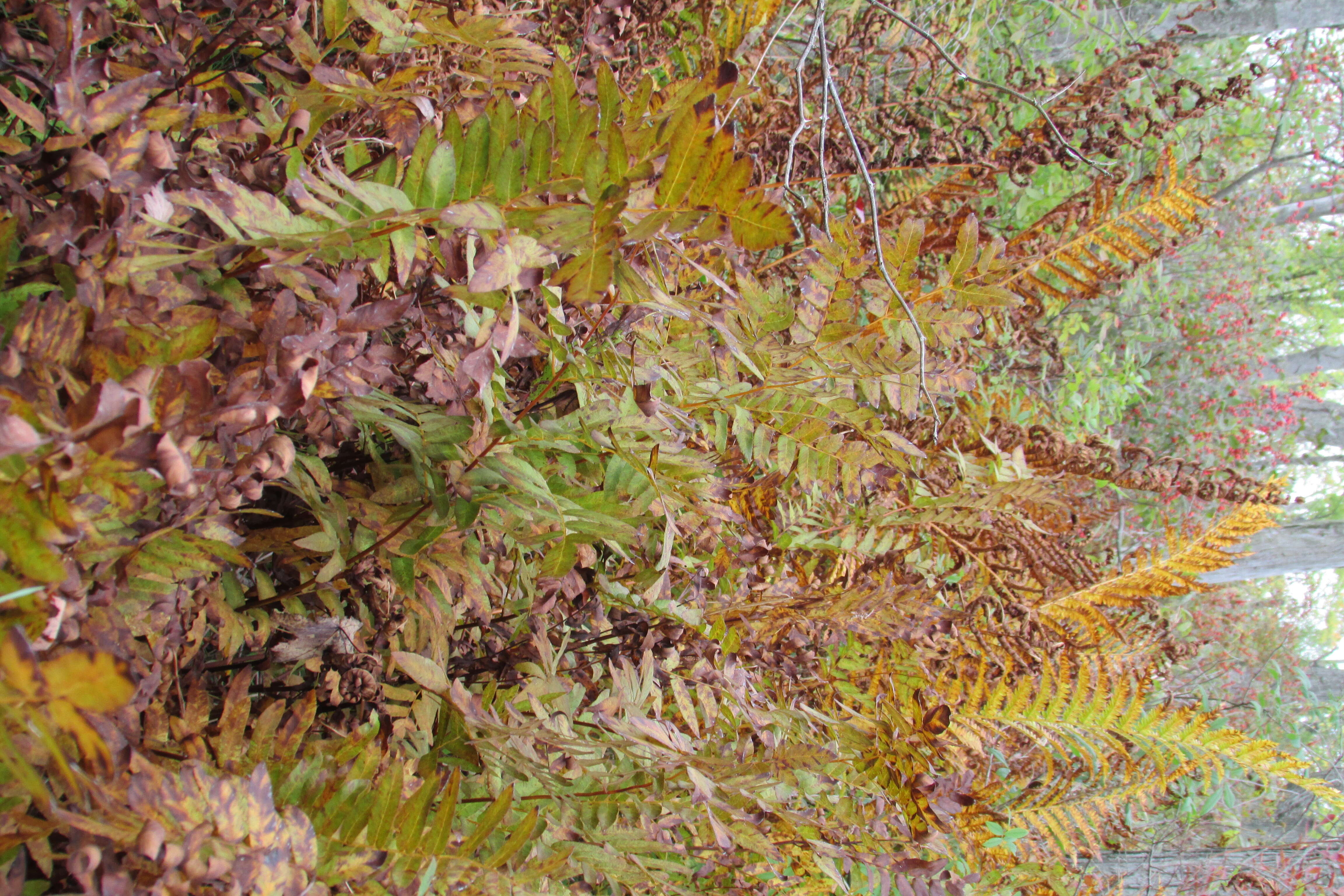 Image of sensitive fern