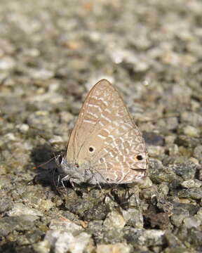 Image de Anthene lycaenina (Felder 1868)