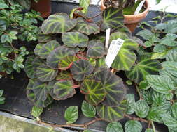 Image de Begonia soli-mutata