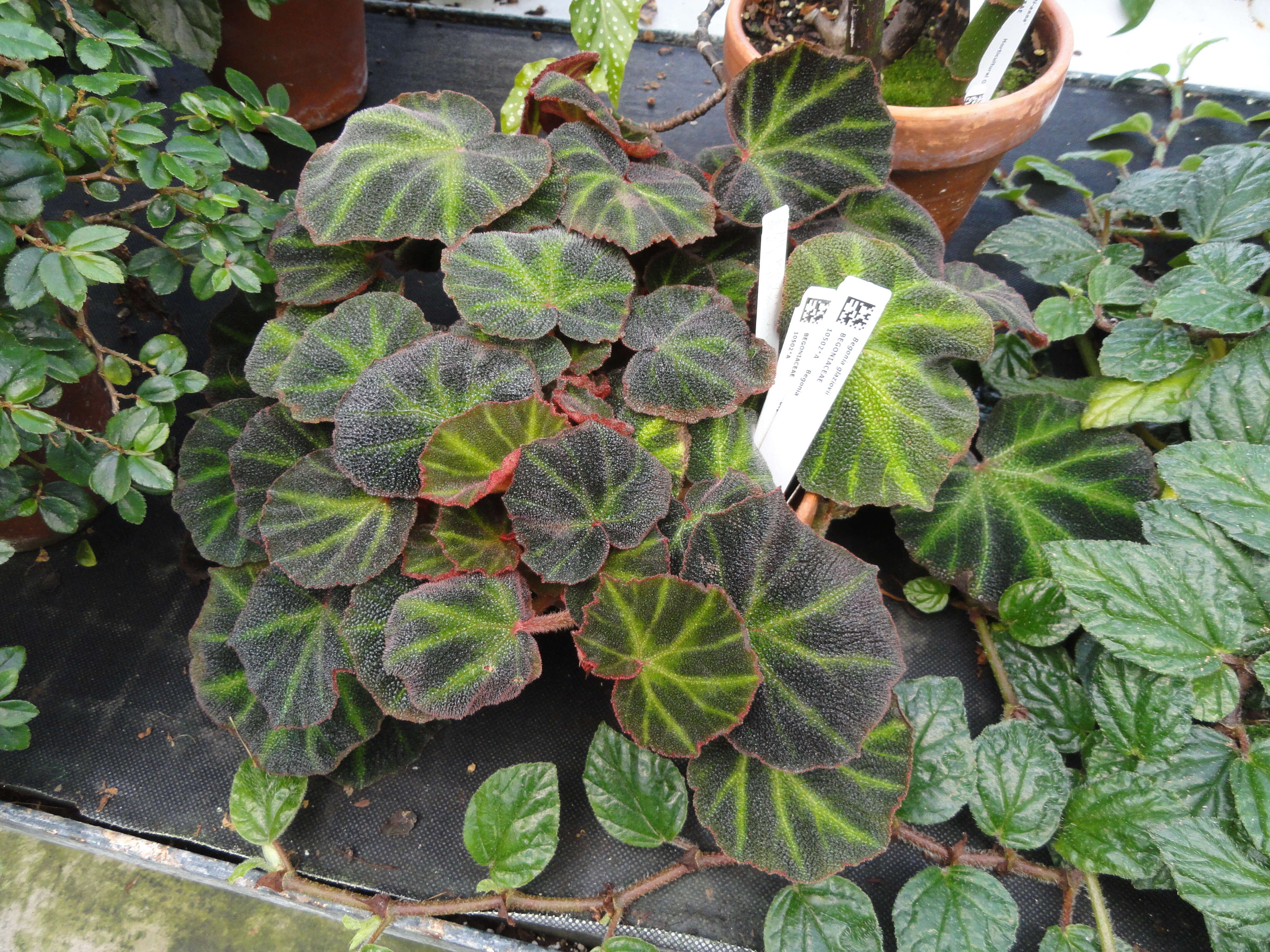 Image of Begonia soli-mutata