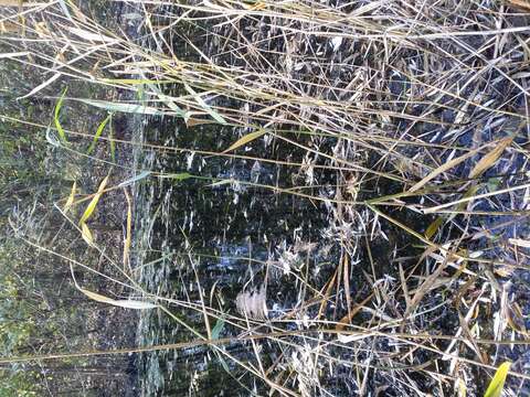 Image of Soft Hornwort