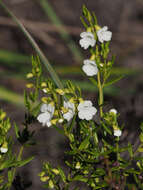 Image of Prostanthera saxicola R. Br.