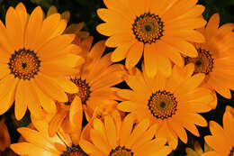 Image of glandular Cape marigold