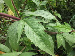 Image of hemp agrimony