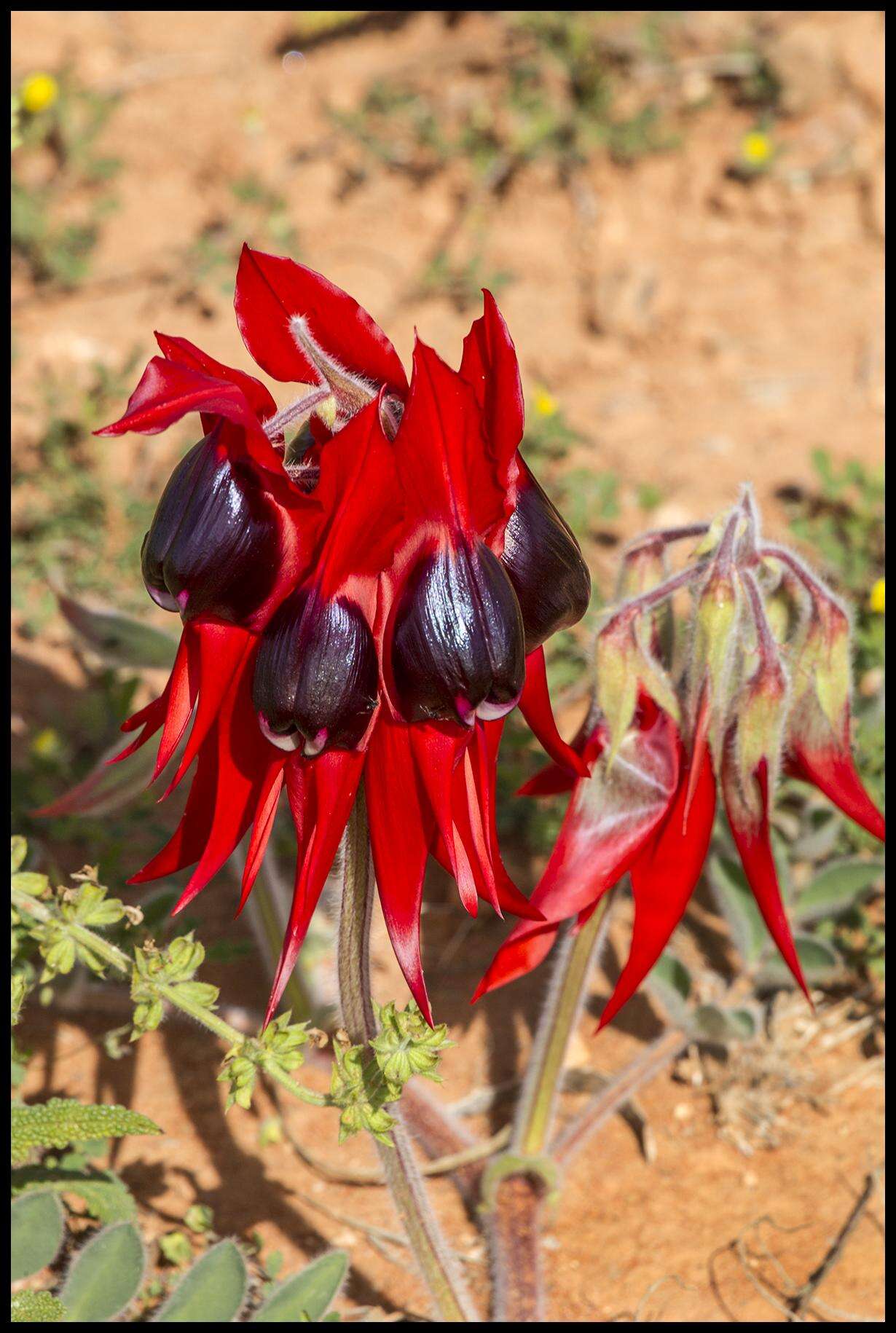 Plancia ëd Swainsona formosa (G. Don) J. Thompson