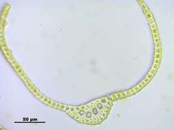 Image of dicranoweisia moss