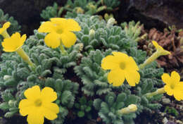 Image of Dionysia aretioides (Lehm.) Boiss.