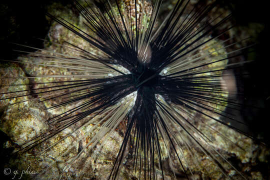 Image of spiny urchin