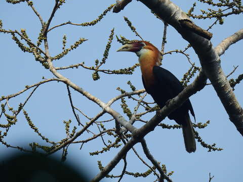 Image of Narcondam Hornbill