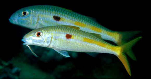 Image of Yellowstripe goatfish