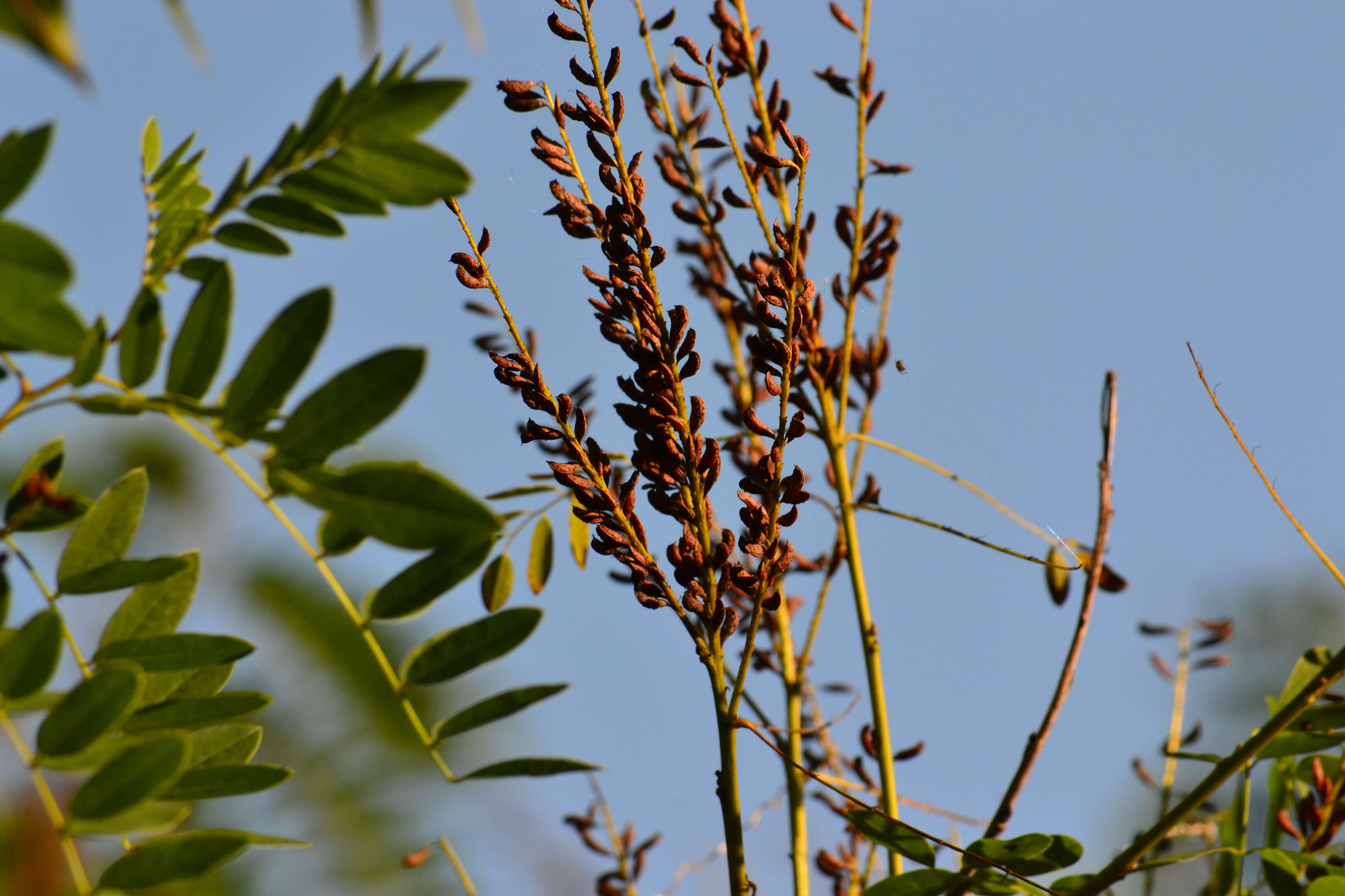 Image of desert false indigo