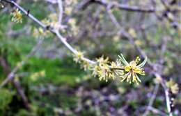 Image of Cornelian cherry dogwood